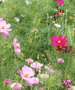COSMOS SENSATION VARIE AB
