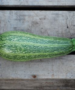 COURGETTE GREYZINI (GRISETTE DE PROVENCE) AB