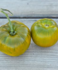 TOMATE EVERGREEN AB