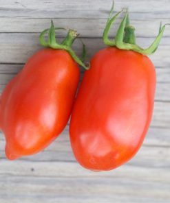 TOMATE ROMA VF AB