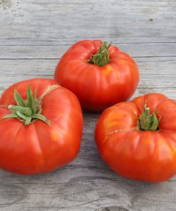 TOMATE RUSSE AB
