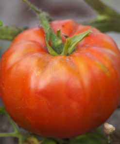 TOMATE SAINTE LUCIE AB