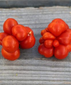 TOMATE VOYAGE AB