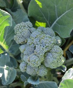 CHOU BROCOLI VERT CALABRESE NATALINO AB