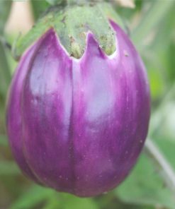 AUBERGINE VIOLETTA DI FIRENZE FERME DE SAINTE MARTHE
