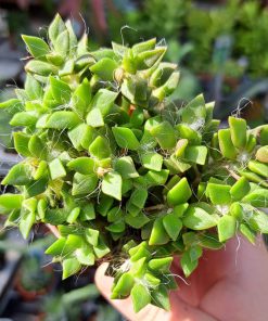 Adromischus