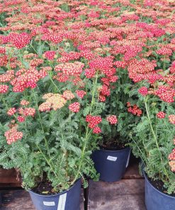 Achillea Millefolium Strawberry Seduction