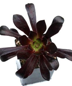 Aeonium Zwartkop