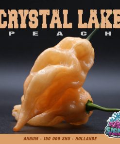 Plant de piment Fort Crystal Lake Peach