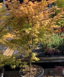 Acer Palmatum (Erable du Japon) Katsura Touffe