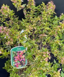 Abélia grandiflora Kaleidoscope Pot 4 l