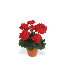 Géranium Darko Deep Red
