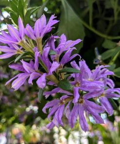 Scaevola