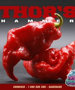 Plant de piment Fort Thor’s Hammer