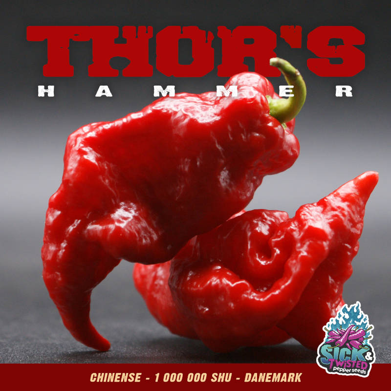 Plant de piment Fort Thor’s Hammer