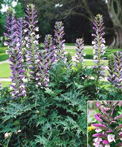 Acanthus Spinosus