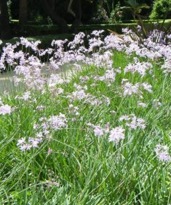 Plant d’Ail Doux Tulbaghia Violacea