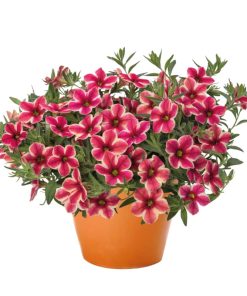 Calibrachoa Million Bells