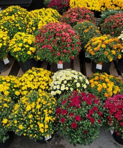 Chrysanthème Automne 2 gallon