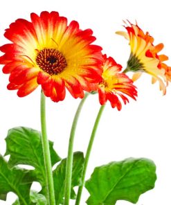 Gerbera jumbo assortis