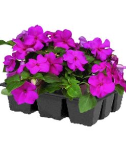 Caissette Impatiens de Nouvelle-Guinée