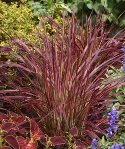 Pennisetum Firework